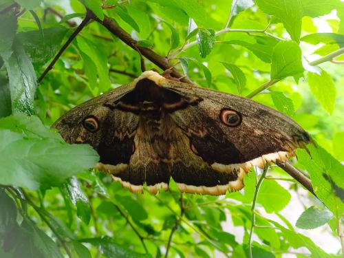 Réf. 342 997 : Saturnia pyri